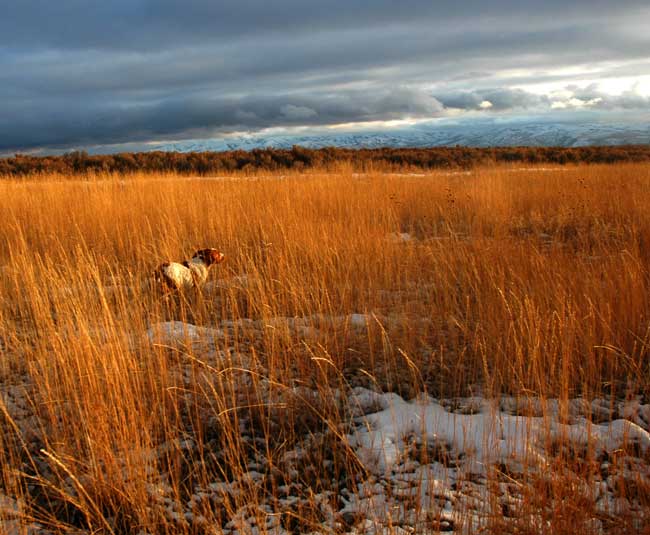 Cody pointing a wild rooster pheasant on President's Day.