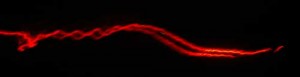 Tri-Tronics Tracer Light in constant mode (dog moving)