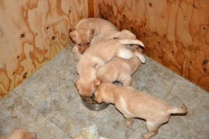 4WeeksOld
