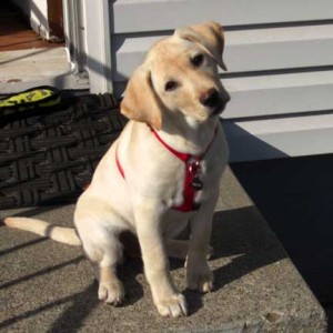 Lucy