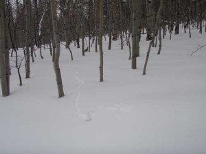 Ruffed grouse in January