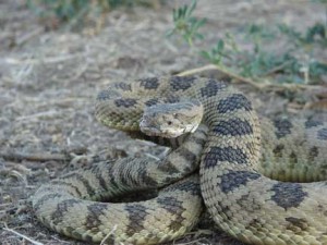 Snake Avoidance Training Teaching dogs to avoid rattlesnakes